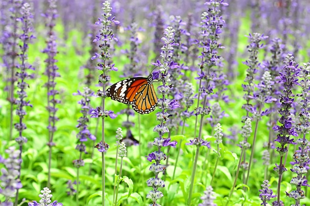 Schmetterling in buntem Lavendelfeld