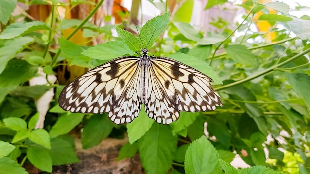 Schmetterling in der Natur