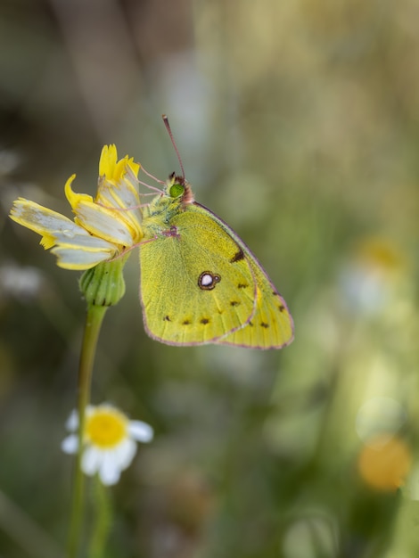 Schmetterling in ihrer natürlichen Umgebung fotografiert.