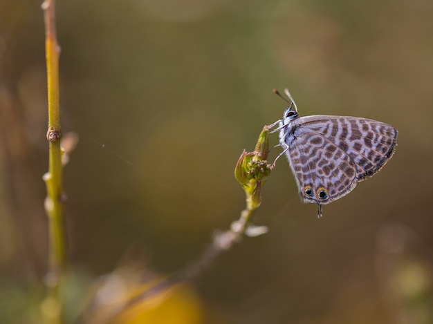 Schmetterling in ihrer natürlichen Umgebung fotografiert