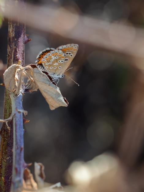 Schmetterling in ihrer natürlichen Umgebung fotografiert