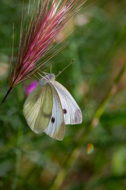 Schmetterling in ihrer natürlichen Umwelt