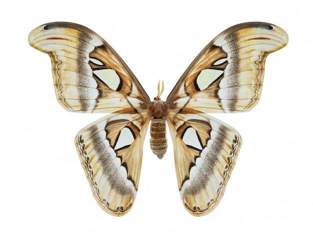 Schmetterling isoliert