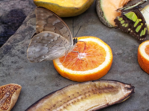 Foto schmetterling isst eine orange