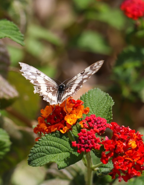 Schmetterling melanargia galathea mit weißen und braunen flügeln, die rote und gelbe blüten bestäuben verwischen sie den grünen hintergrund im vertikalen porträt