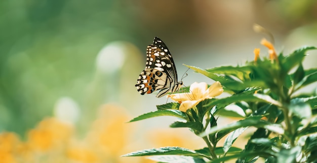 Schmetterling mit Blume und Sonnenschein