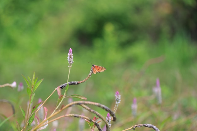 Schmetterling mit Blumen im Freien