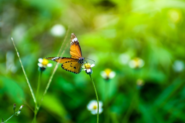 Schmetterling mit blumen und sonnenschein morgens