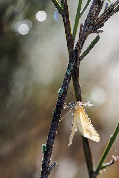 Schmetterling mit Wassertropfen bedeckt