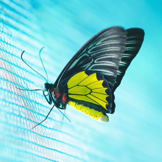 Schmetterling nah oben auf blauem Hintergrund