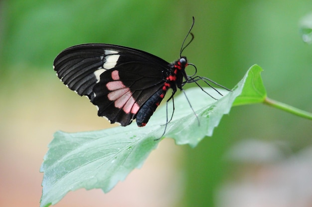 Schmetterling namens Parides iphidamas, das Iphidamas-Rinderherz oder das transandische Rinderherz