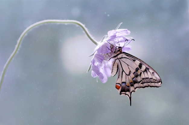 Schmetterling Papilio Machaon