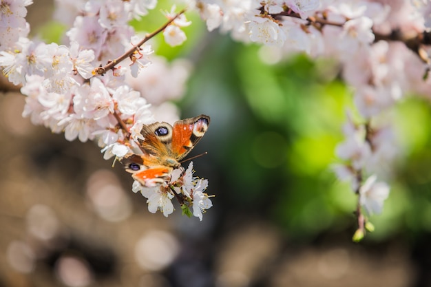 Schmetterling sammelt im Frühjahr Nektar auf den Blüten des Apfelbaums