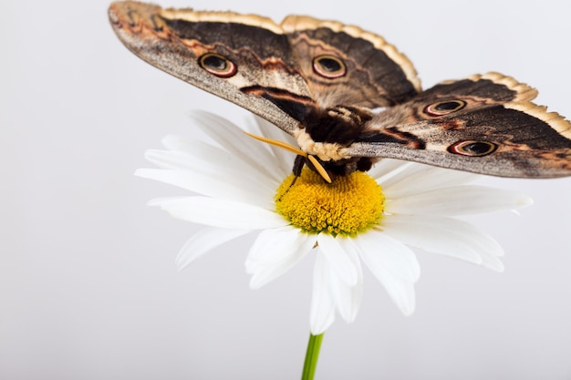 Schmetterling Saturnia auf weißem Gänseblümchen