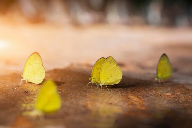 Foto schmetterling saugt mineralien aus dem boden