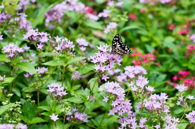 Schmetterling saugt Nektar von Blumen.