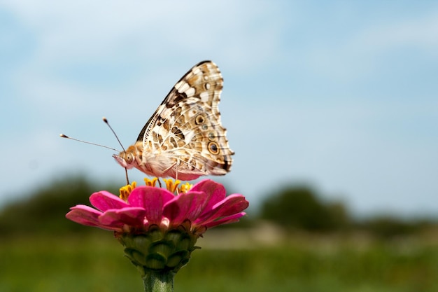 Schmetterling sitzen auf einer rosa Blume