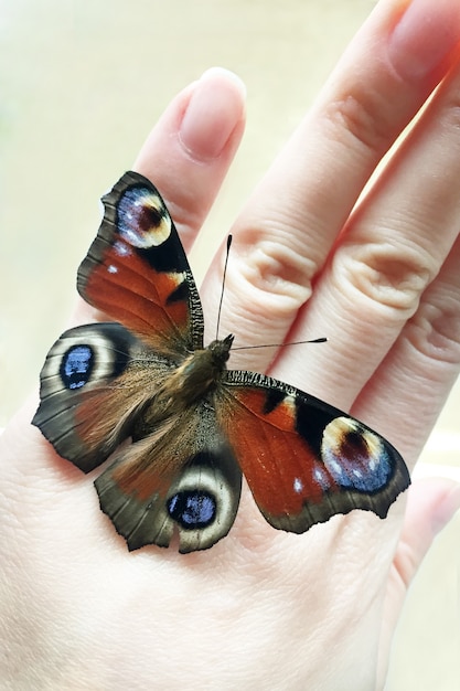 Schmetterling sitzt auf der Hand eines Menschen