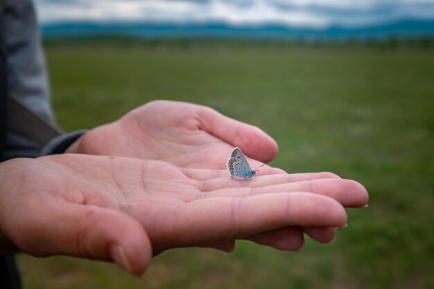 Schmetterling sitzt auf einer Frauenhand Blaue zerbrechliche Schmetterlingsflügel auf Frauenfingern