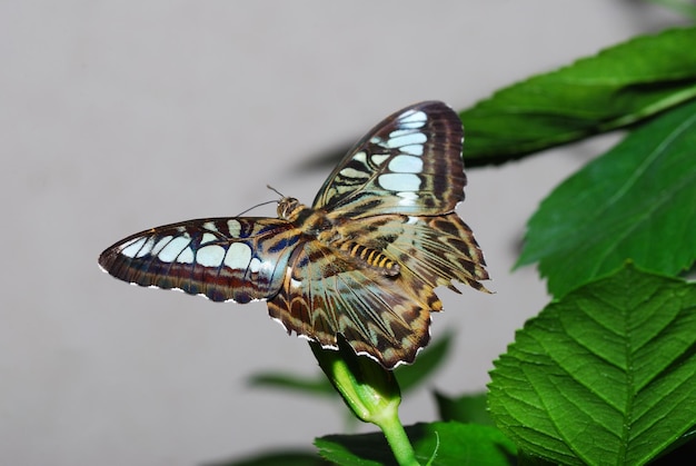 Schmetterling sitzt auf einer Klinge