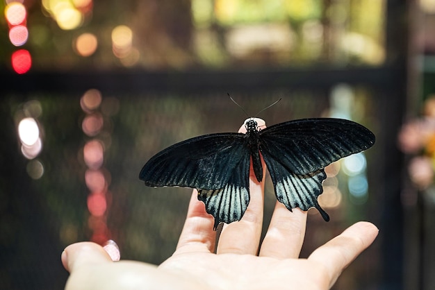 Schmetterling sitzt und breitet seine Flügel auf menschlicher Handfläche vor unscharfem Hintergrund aus