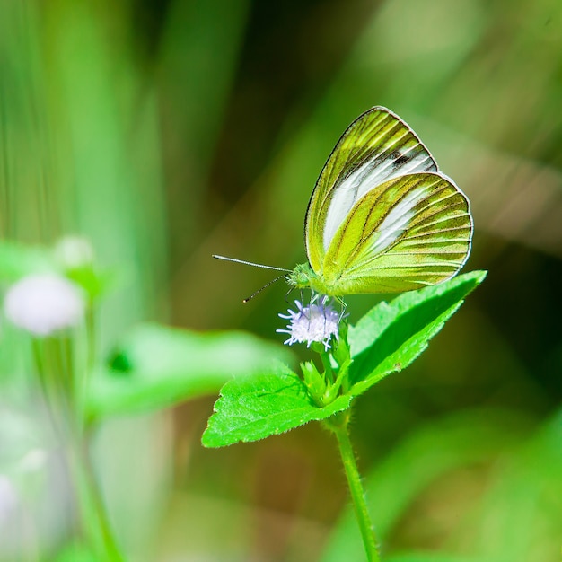 Schmetterling Thailand