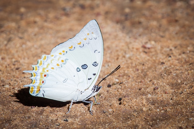 Schmetterling Thailand