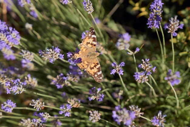 Schmetterling thront auf einer Blume