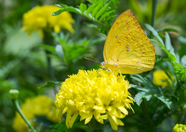 Schmetterling thront auf einer Blume