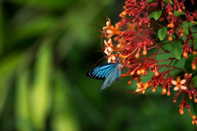 Schmetterling trinkt Pollen.