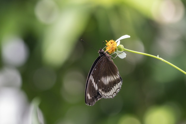 Schmetterling und Blume im Garten.