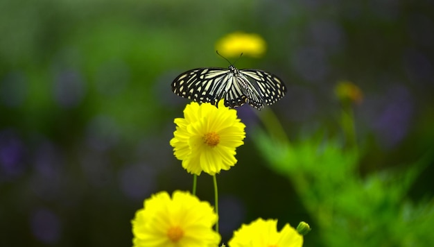 Schmetterling und Blume