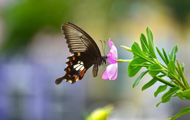 Schmetterling und Blume