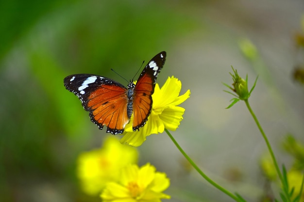 Schmetterling und Blume