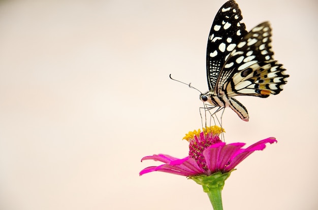 Schmetterling und Blume