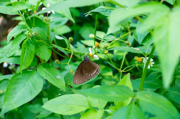 Schmetterling und Blumen