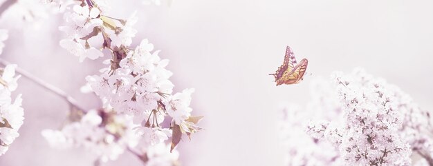 Schmetterling und ein schöner Naturblick auf blühende Frühlingsbäume auf verschwommenem Hintergrund