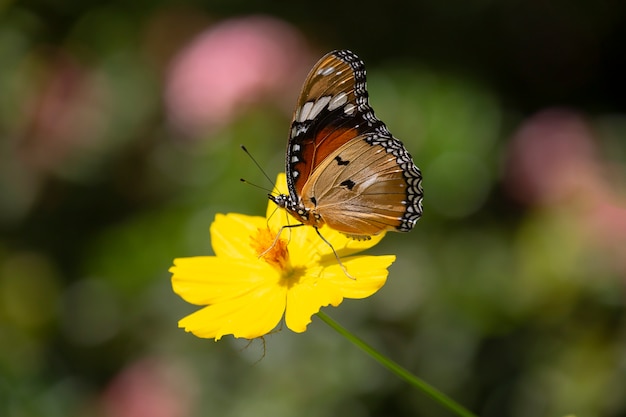 Foto schmetterling und gelbe blume