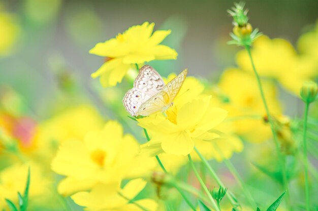 Schmetterling und helle Sommerblumen