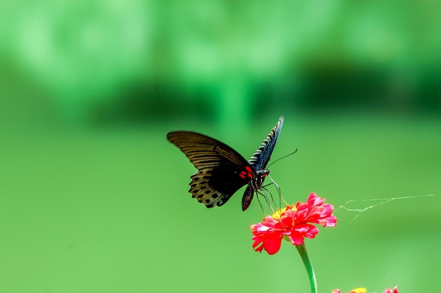 Schmetterling und helle Sommerblumen