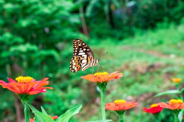 Schmetterling und helle Sommerblumen