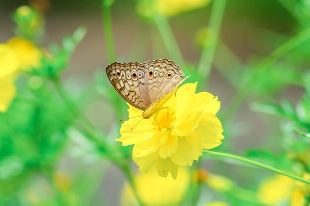 Schmetterling und helle Sommerblumen