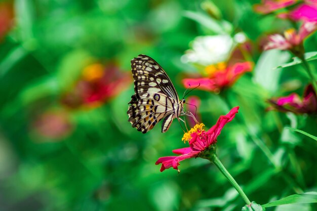 Schmetterling und helle Sommerblumen