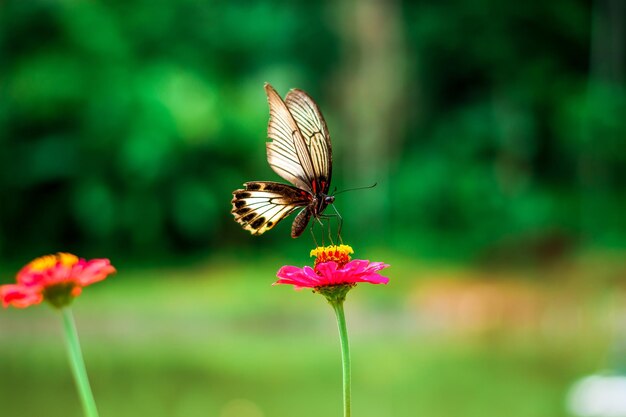 Schmetterling und helle Sommerblumen