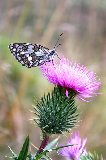 Schmetterling und Mariendistel