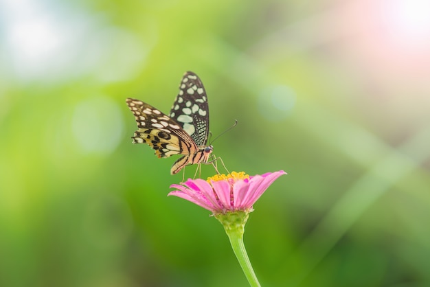 Schmetterling und schöne Blume