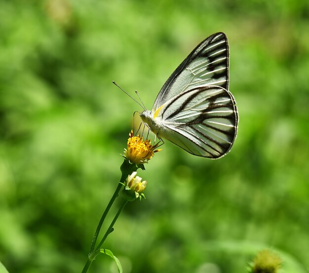 Schmetterling weiß und schwarz auf Blume im Garten