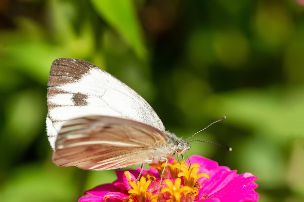 Foto schmetterling weißer kohl pieris rapae nektar auf blühender lila phlox subulata weibliche europäische große weiße kohl-schmetterling