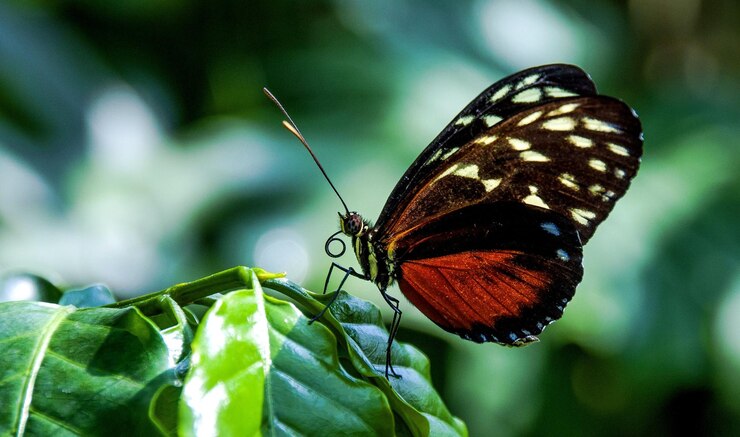 Foto schmetterling