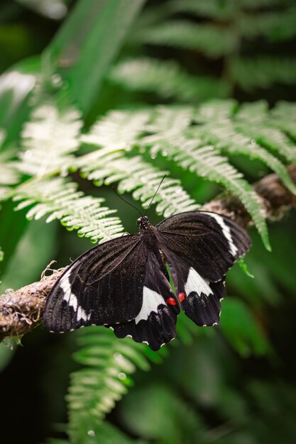 Foto schmetterling